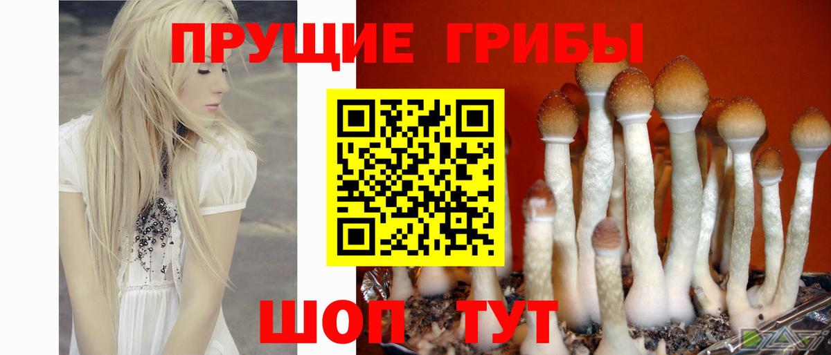 Галлюциногенные грибы Psilocybe Воркута